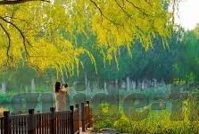 可提现水果机app-可提现水果机app，娱乐与收益并重的休闲新选择